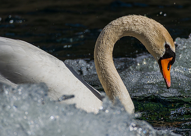 Swan in choppy water