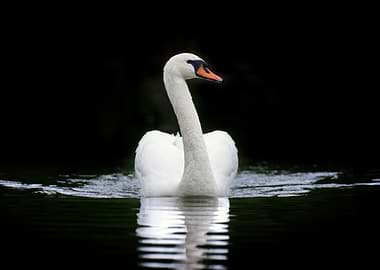 White Swan on Dark Water