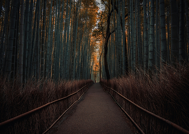 Bamboo Forest Path