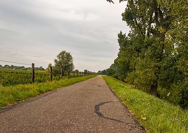 Rural Road Lined with Trees and Fence