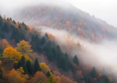Misty Autumn Mountain Forest