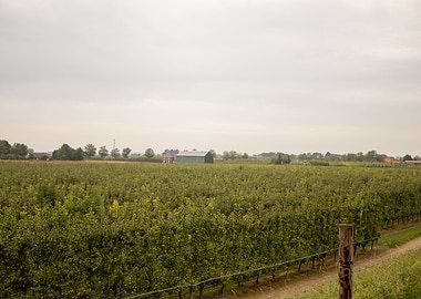 Orchard with Farm Buildings Under Cloudy Sky