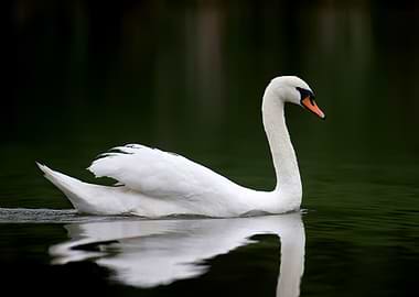 White Swan on Dark Water
