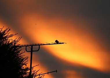 Bird on Antenna at Sunset