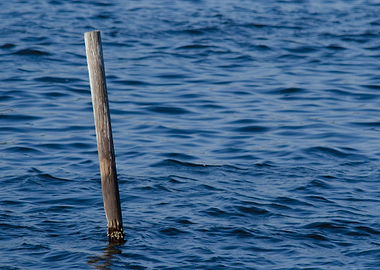Wooden post in blue water