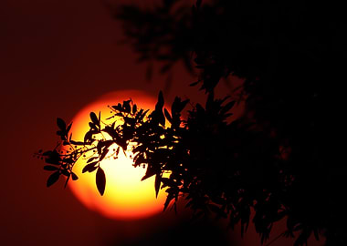 Sunset Behind Silhouetted Tree Branches