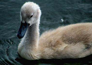 Cute Swan Cygnet Swimming