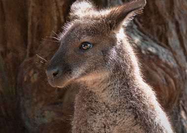 Close-up of a young wallaby