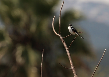 Bird perched on a branch
