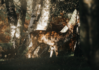 Deer in a sunlit forest