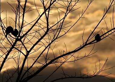 Birds silhouetted against sunset sky
