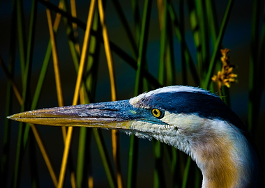 Great Blue