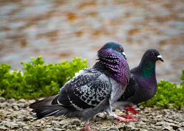 Two Pigeons by the Water
