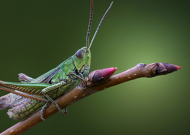 Green Grasshopper on a Branch