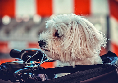Maltese dog in a bicycle basket