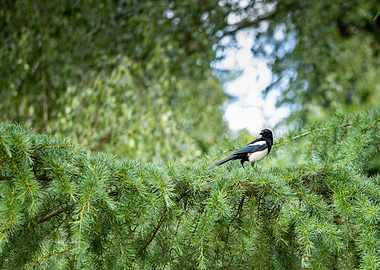 Magpie perched on a pine branch