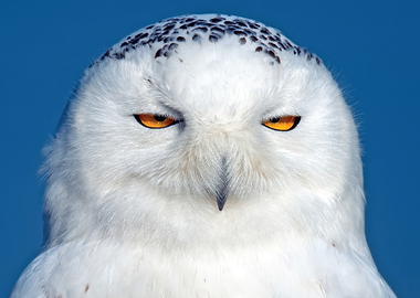 Snowy Owl Close-up