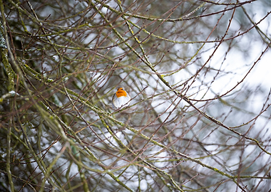 Robin perched on a snowy branch