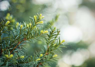 Close-up of Pine Tree Needles
