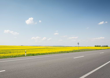 Road through a yellow flower field