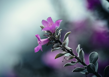 Close-up of Pink Sage Flowers