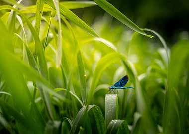 Blue Dragonfly on Wet Grass