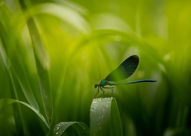 Dragonfly on a wet leaf