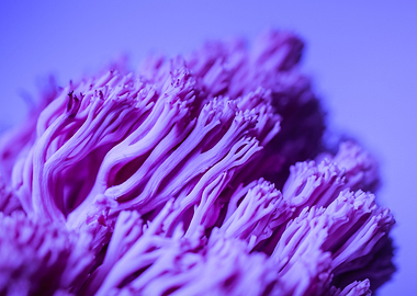Close-up of purple coral