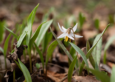 White Trout Lily Flower