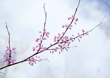 Pink blossoms on a branch