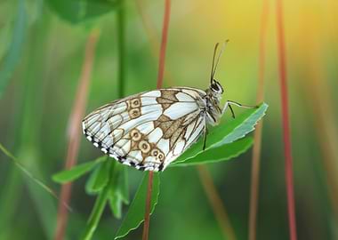 Marbled White Butterfly on Green Leaf
