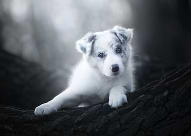 Adorable Border Collie Puppy with Blue Eyes