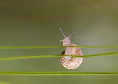 Snail on a blade of grass