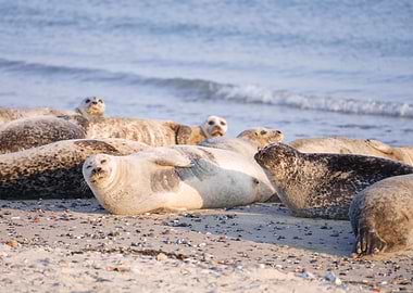 Seals resting on the beach of Helgoland-Düne in Germany