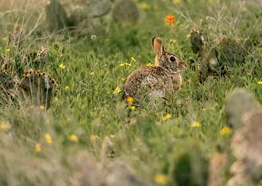 Rabbit in a field of wildflowers