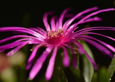 Purple Radiance — Night Bloom