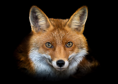 Close-up of a Red Fox Face