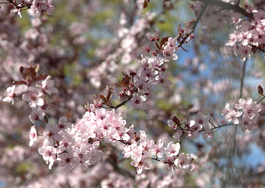 Pink Cherry Blossoms on Branches