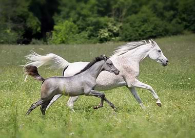 Arabian horses running in a field