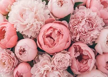Pink Peony Bouquet Flowers