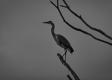 Heron perched on a branch