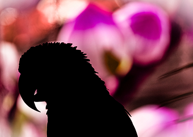 Parrot Silhouette Against Pink Floral Background