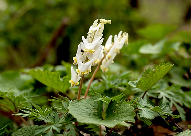 Delicate Dutchman's Breeches Wildflowers in Bloom