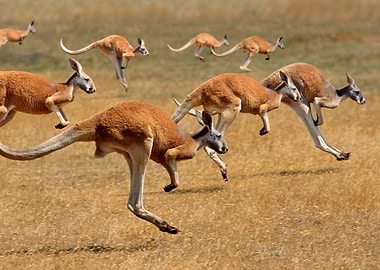 Group of Kangaroos Leaping in Outback