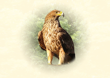 Majestic Golden Eagle Portrait