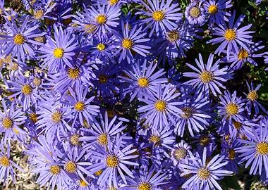 Vibrant Purple Aster Flower Cluster