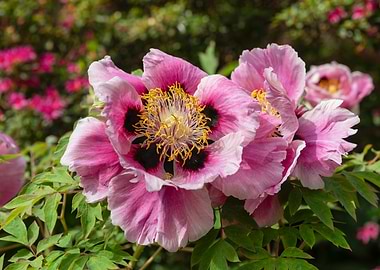 Paeonia rockii ssp Atava Rock's peony