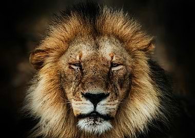 Majestic Male Lion Portrait