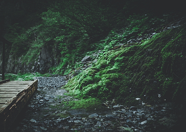 Mossy Forest Path and Wooden Bridge
