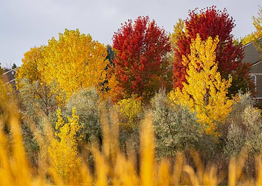 Vibrant Autumn Foliage Landscape
